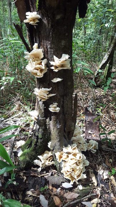 oyster.fungi.jpg